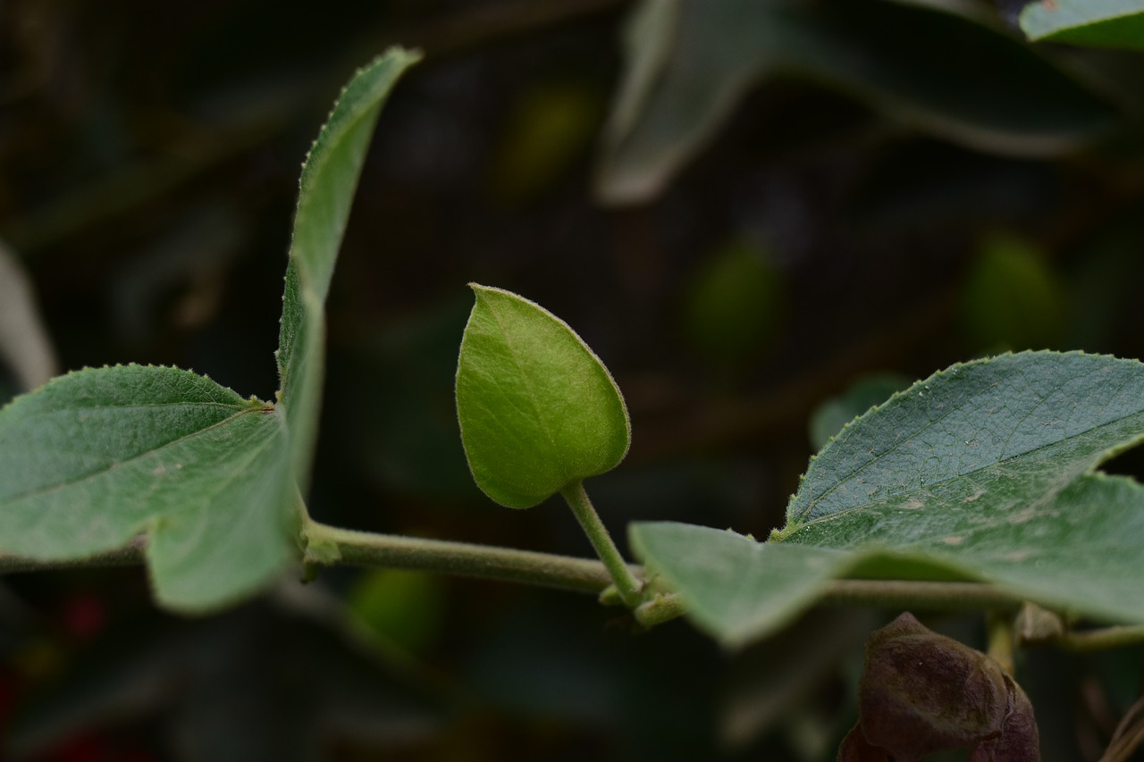 leaf plant nature free photo