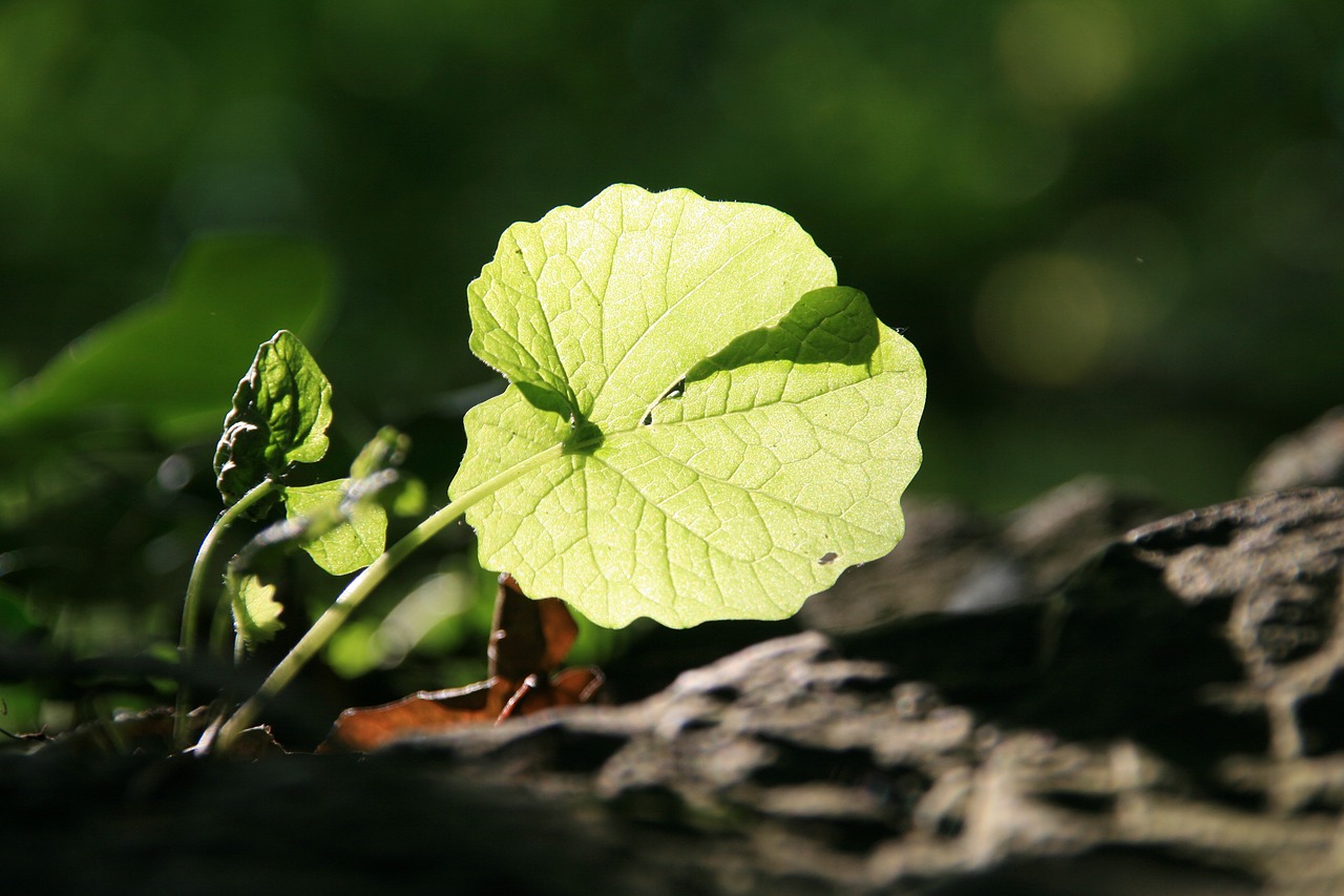 leaf nature plant free photo