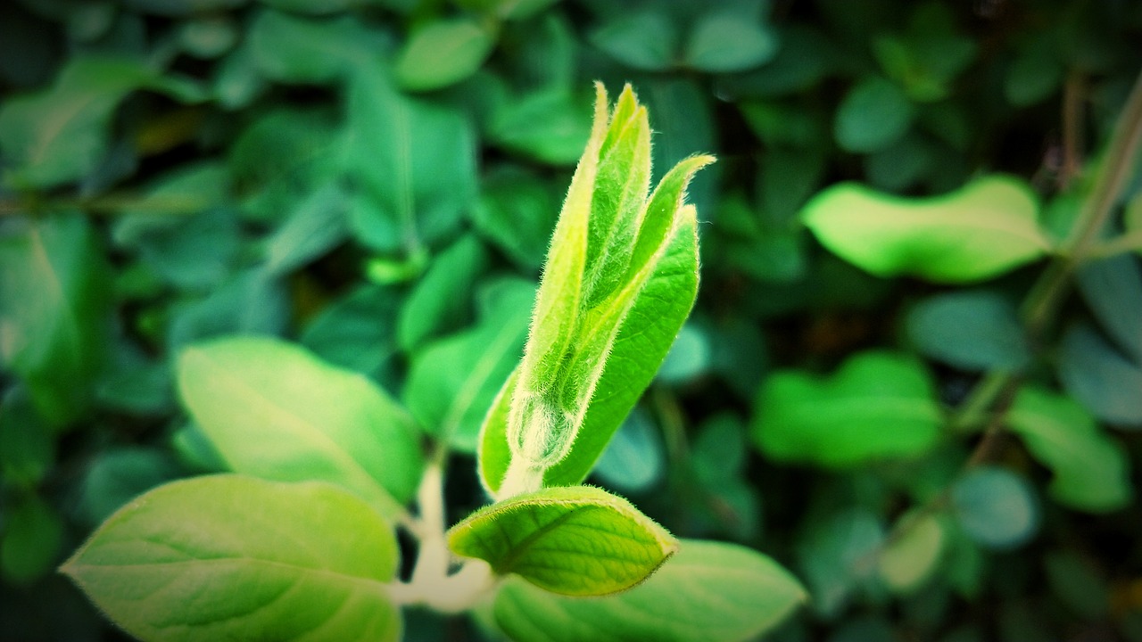 leaf plant nature free photo