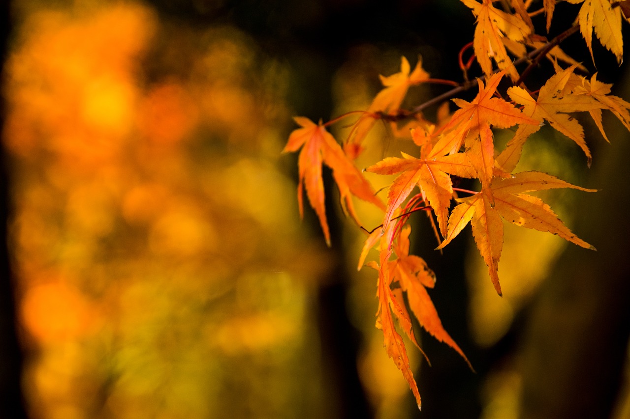 leaf nature autumn free photo