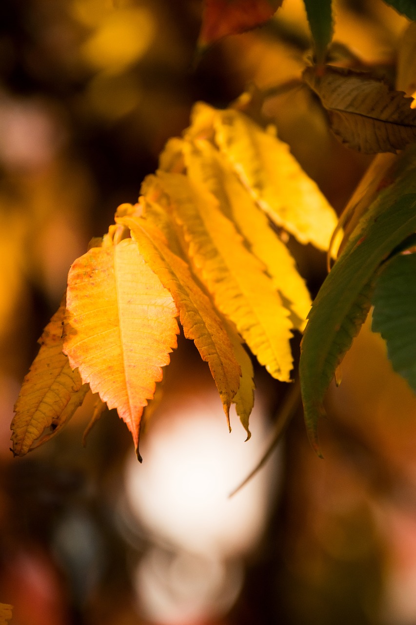 leaf autumn nature free photo