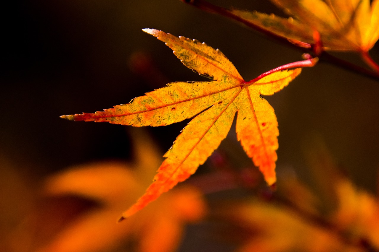 leaf autumn maple free photo