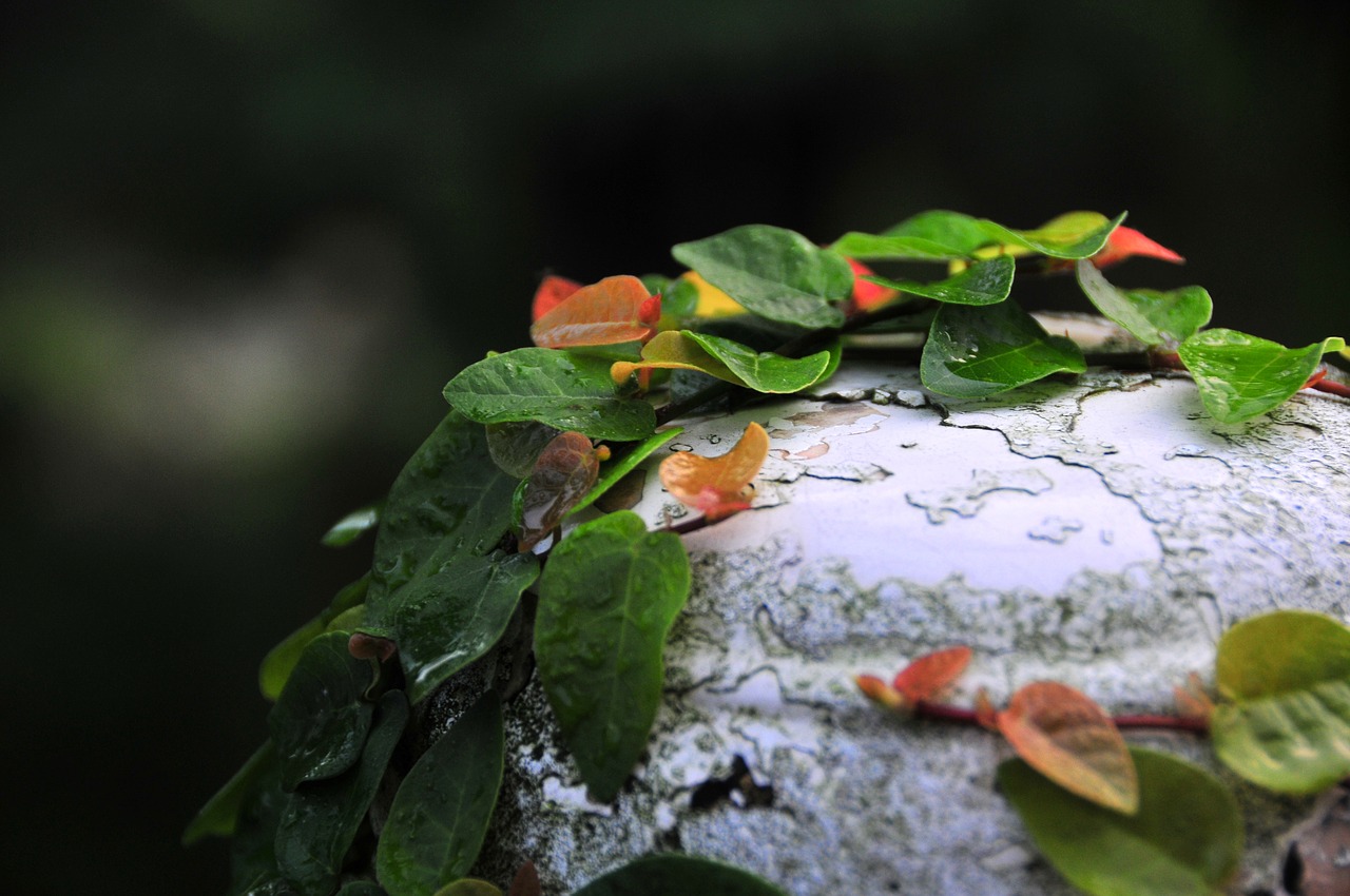 leaf nature plant free photo