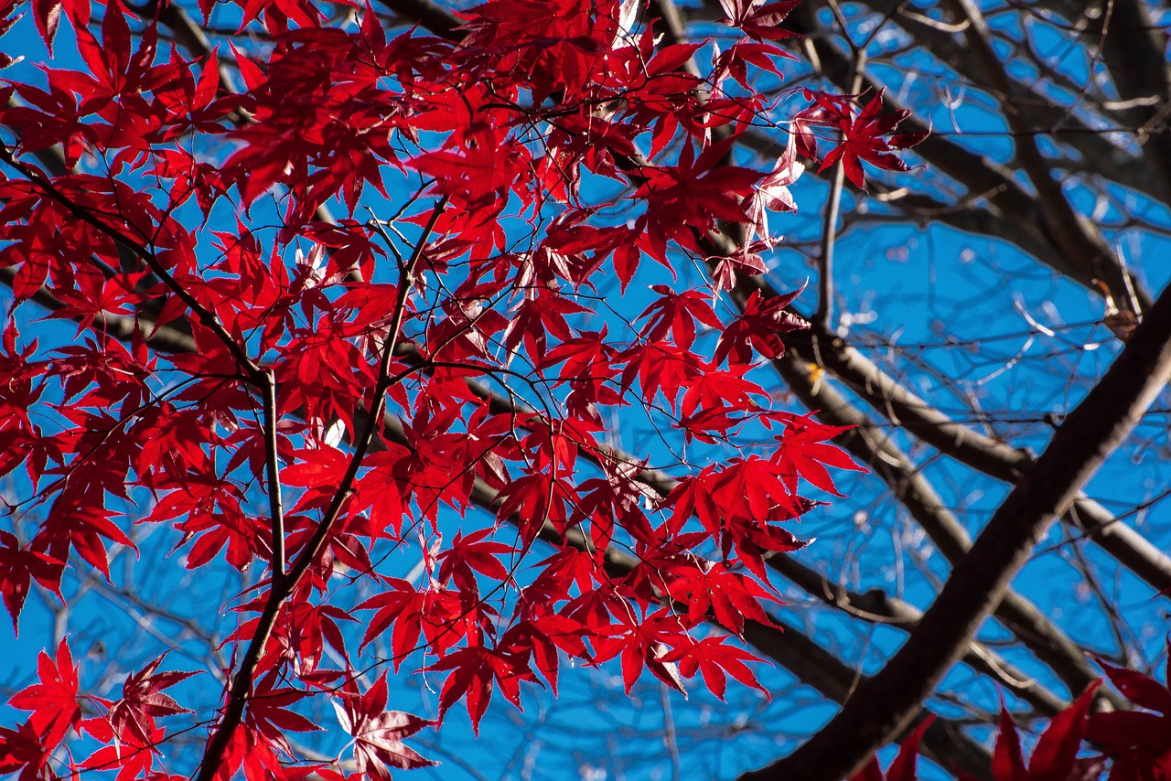 leaf tree season free photo