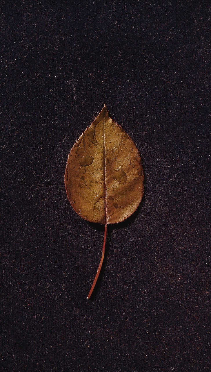 leaf ground dew drops free photo
