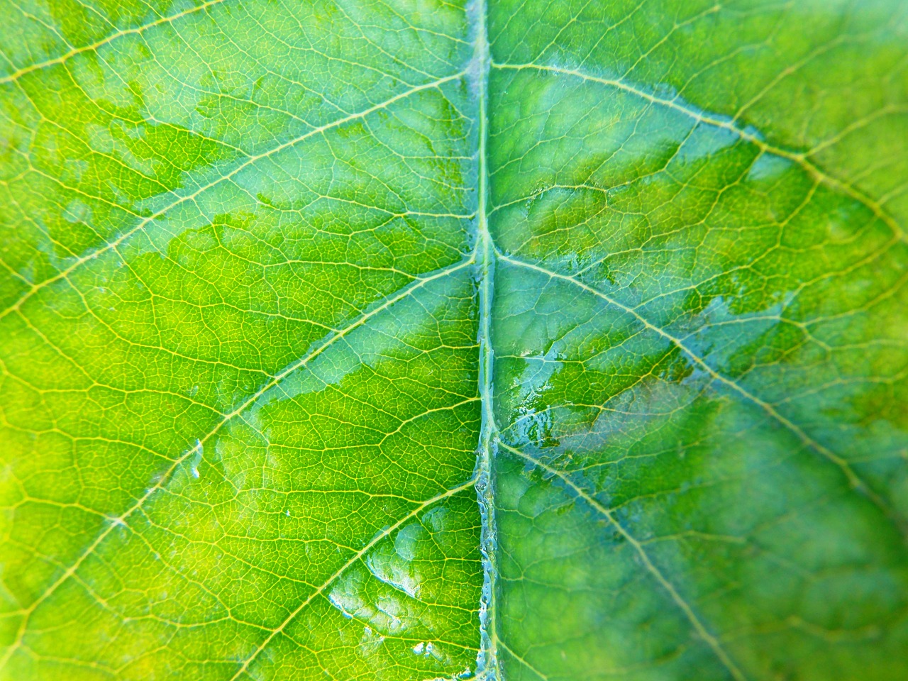 leaf nature plant free photo