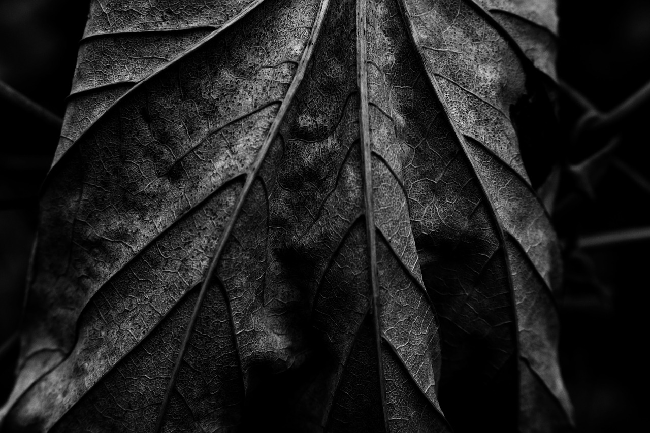 Черный листок