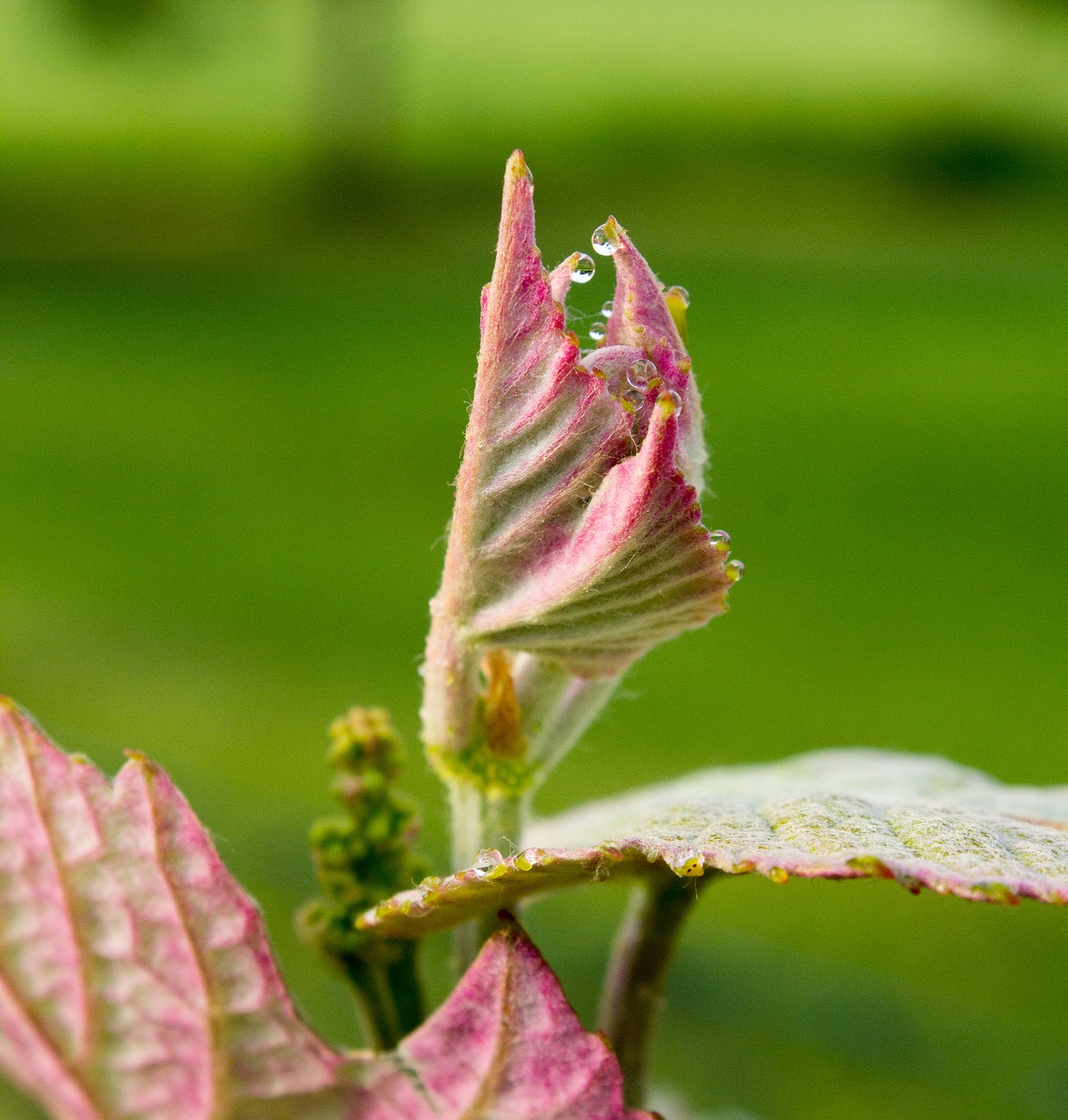 leaf nature plant free photo