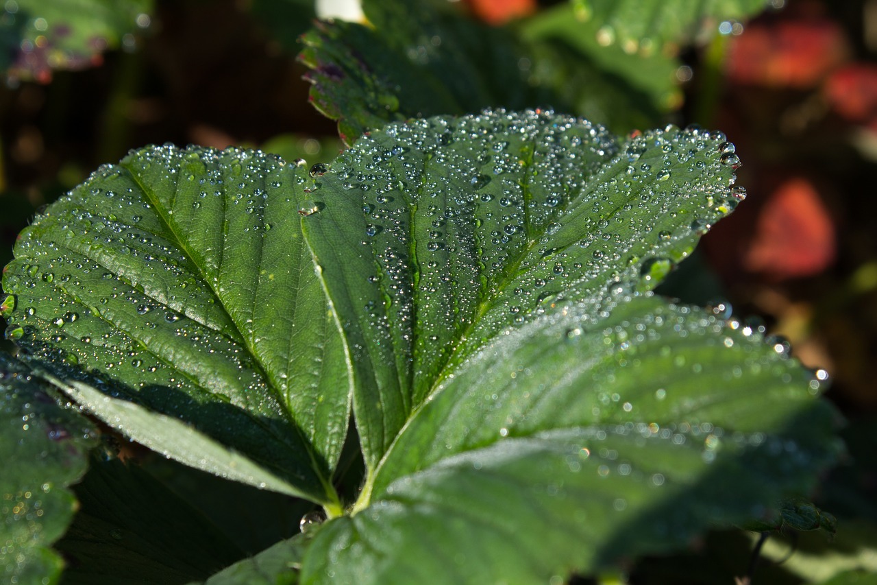 leaf plant nature free photo