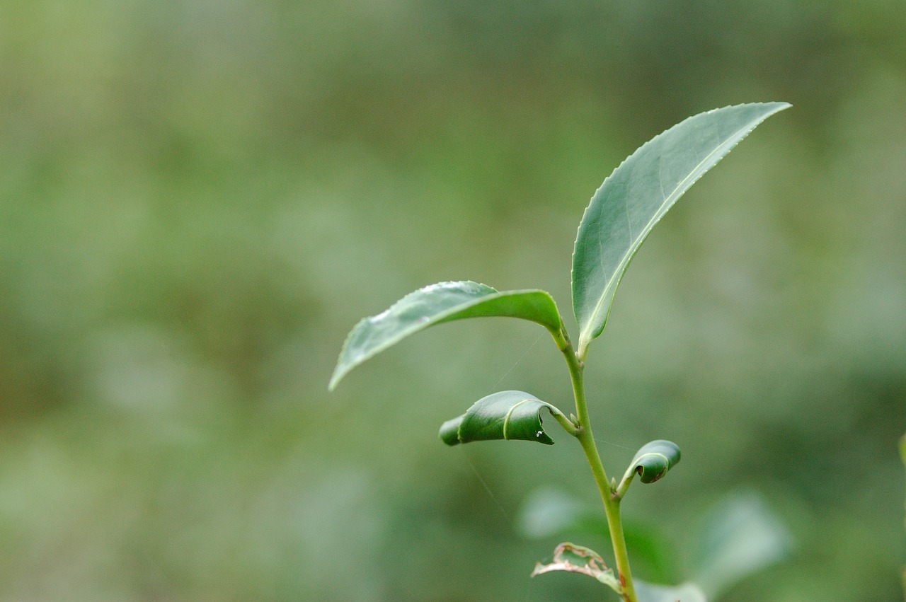 leaf tree tea free photo