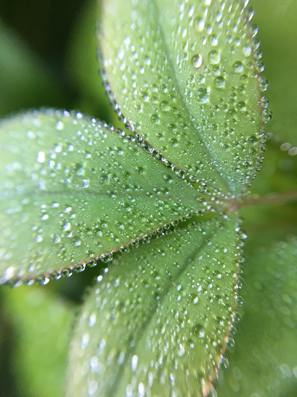 leaf flora nature free photo