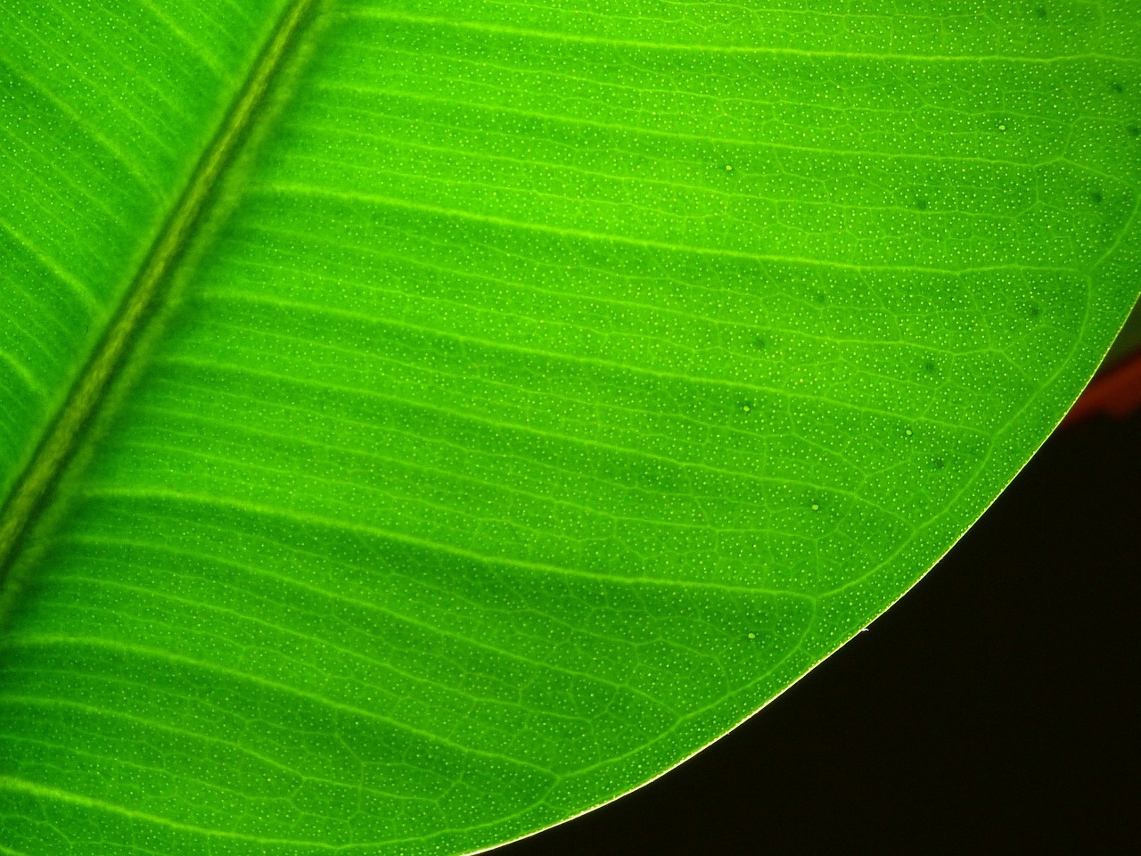 leaf plant lived free photo