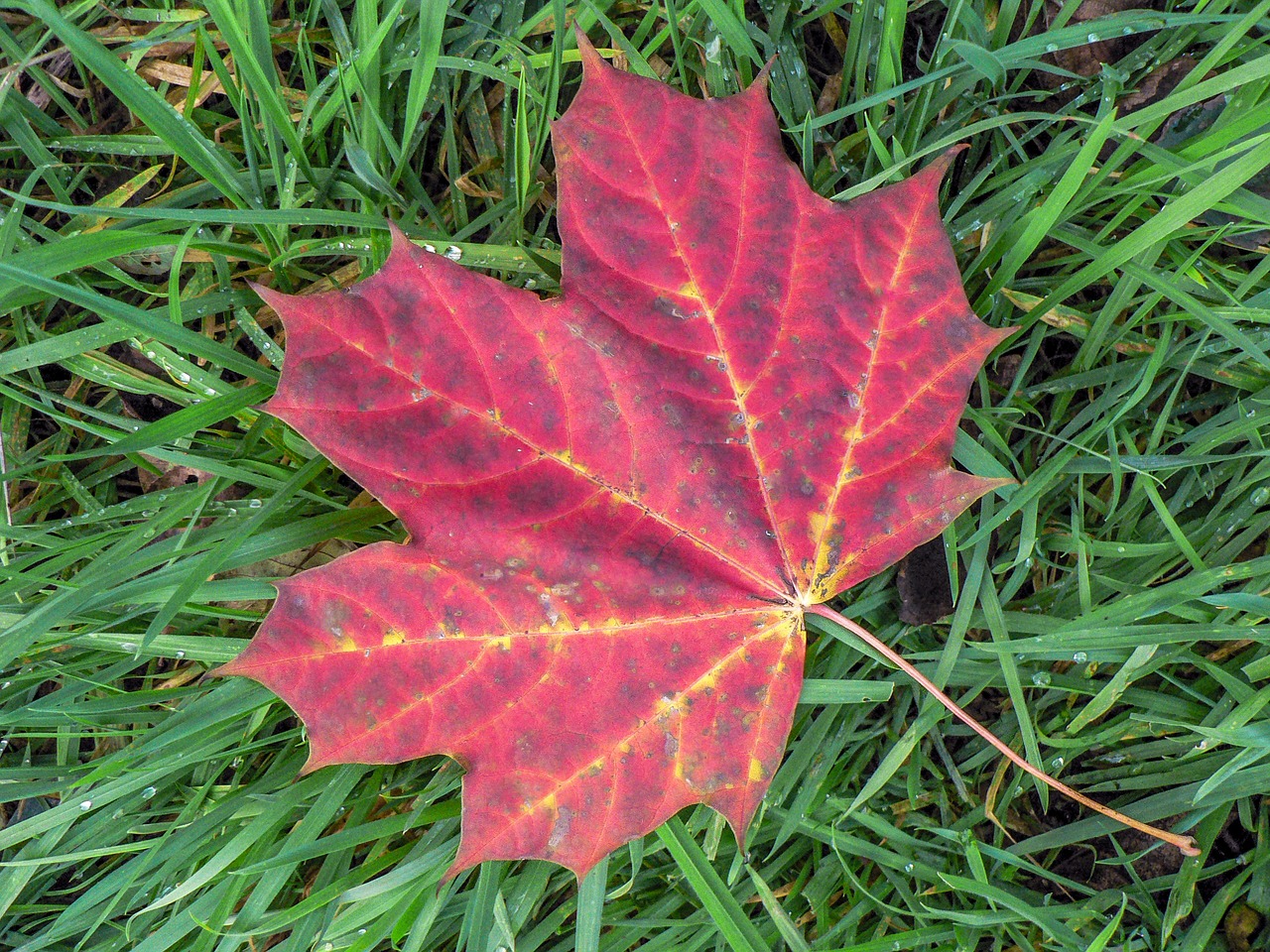 leaf nature autumn free photo