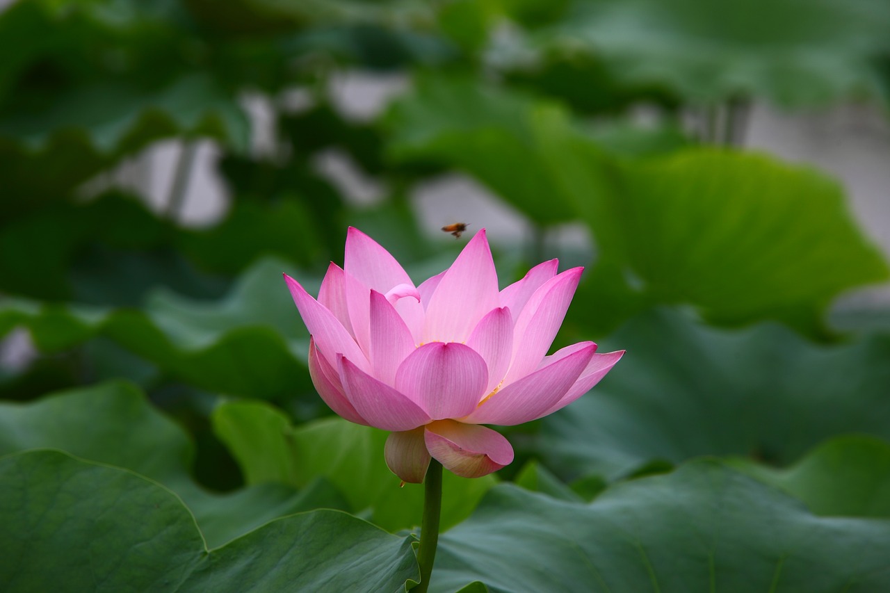 leaf plants lotus free photo