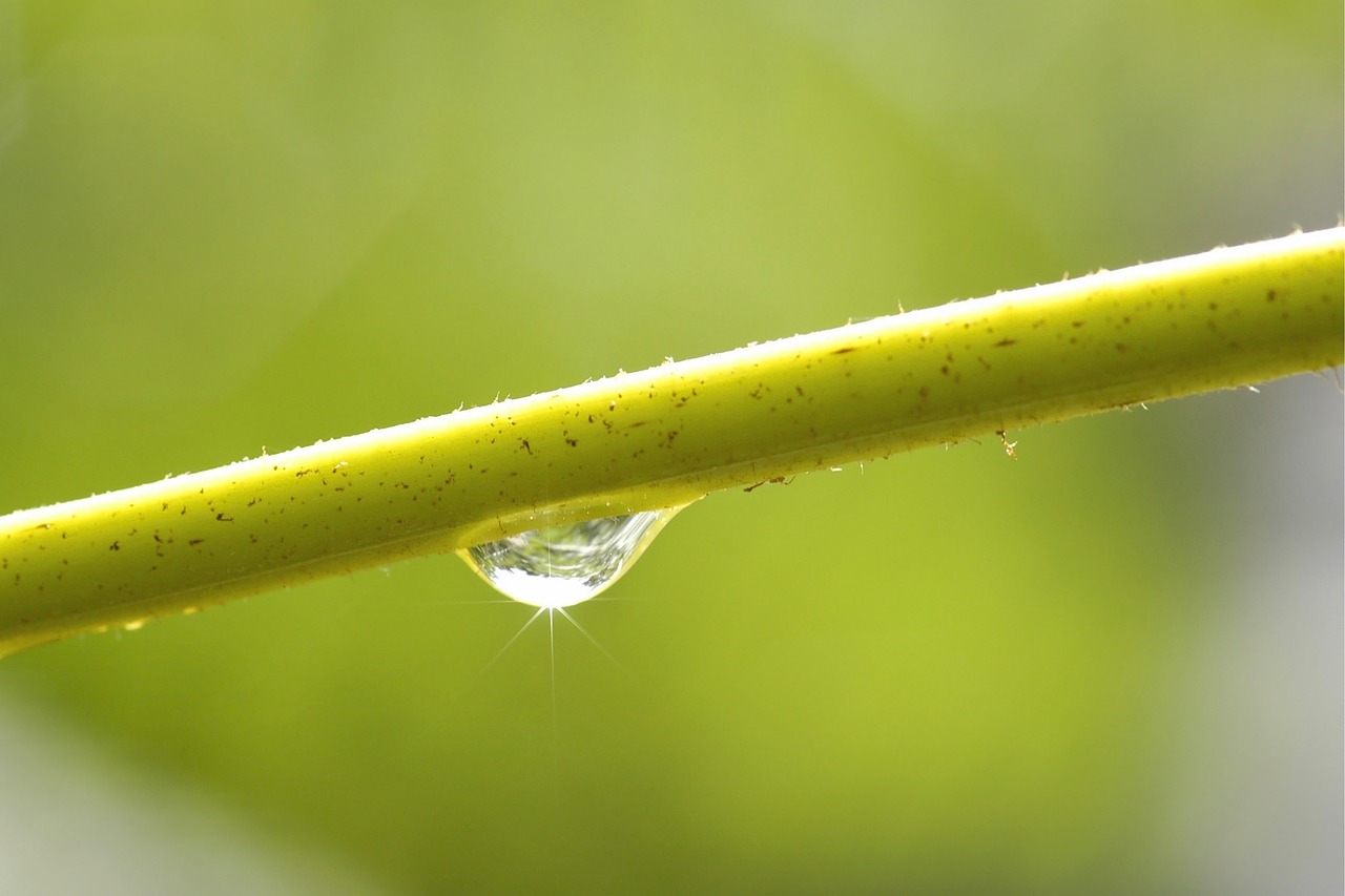 leaf nature plant free photo