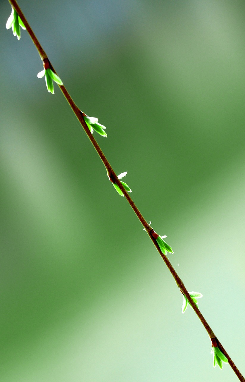 leaf plant nature free photo