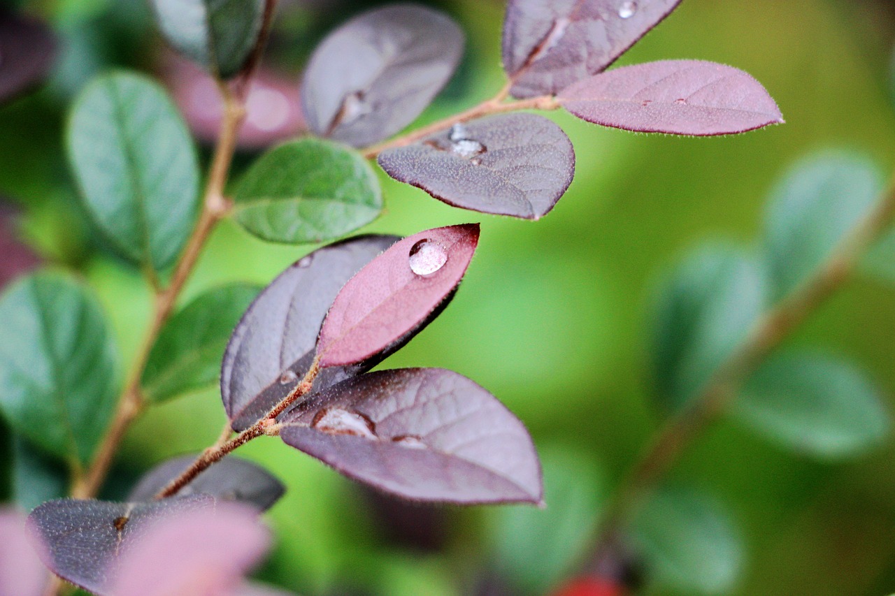 leaf nature plant free photo