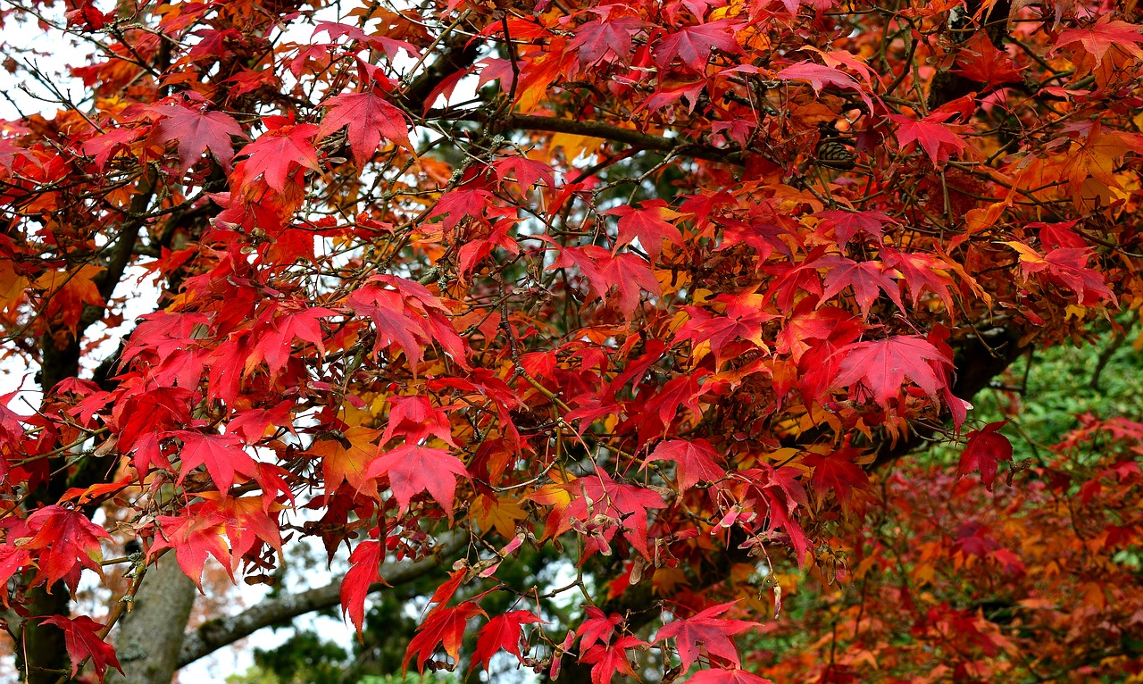 leaf autumn season free photo