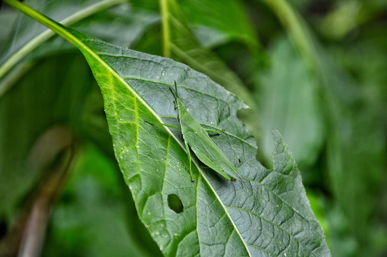 leaf plant nature free photo