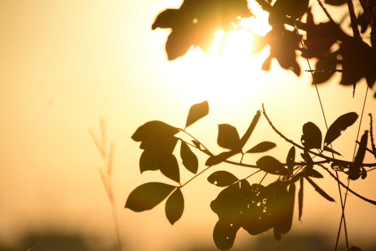 leaf nature background free photo