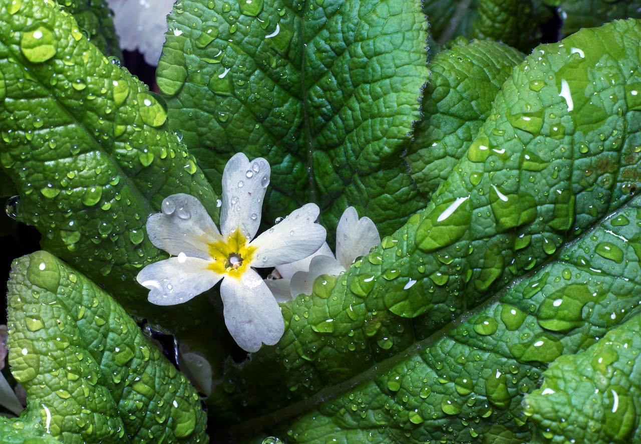 leaf nature flora free photo