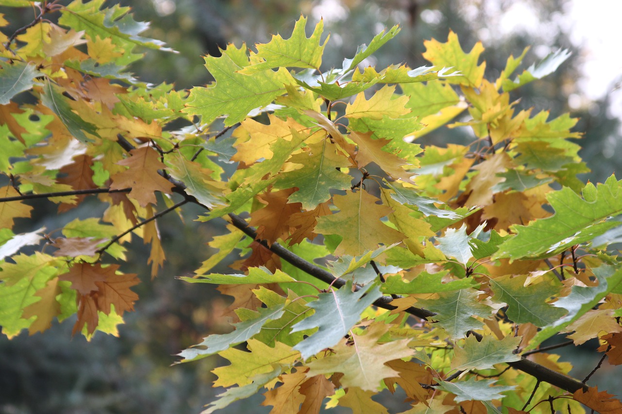 leaf autumn nature free photo