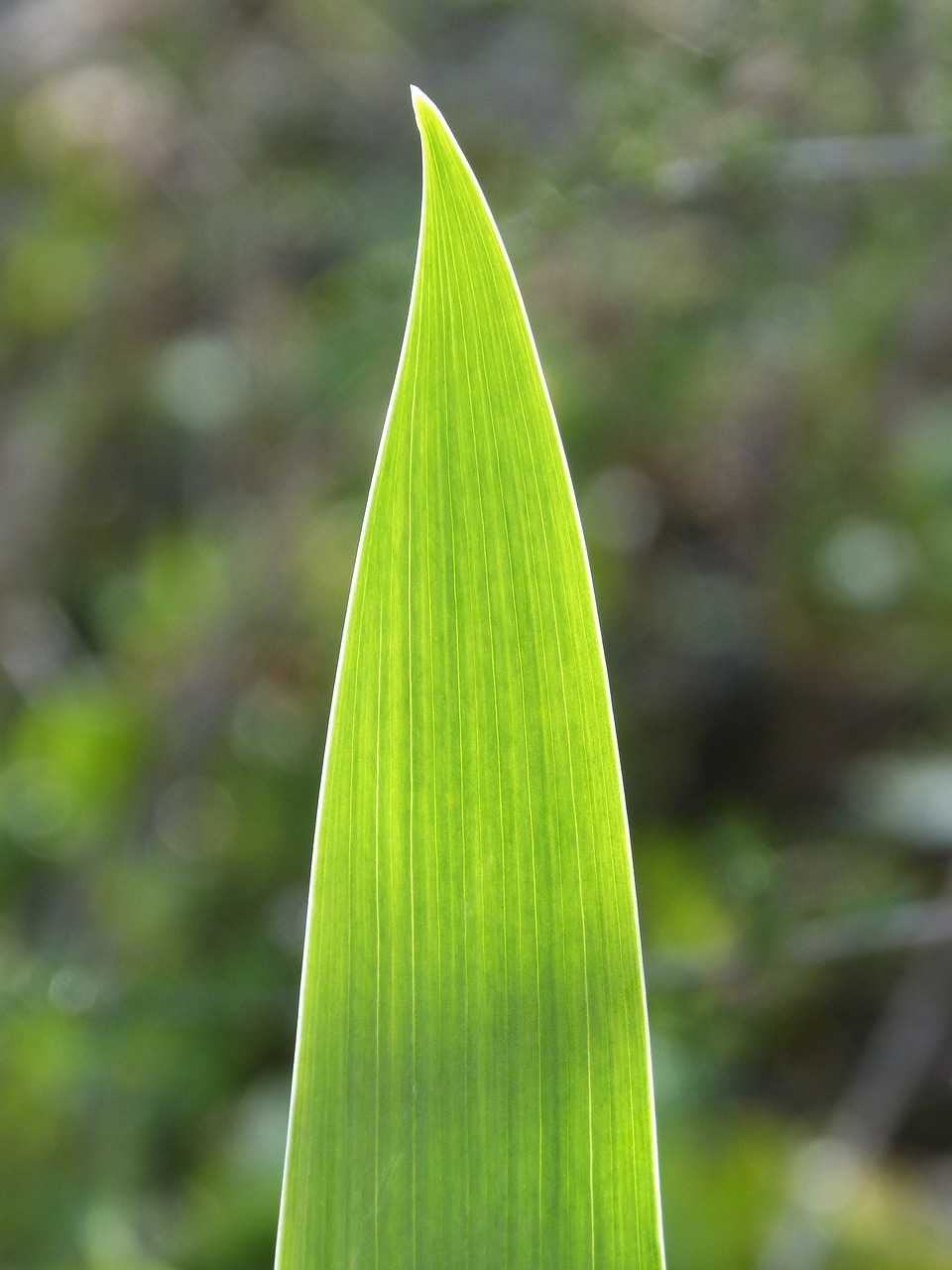 leaf pattern lines free photo