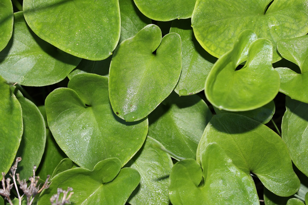 leaf plant nature free photo