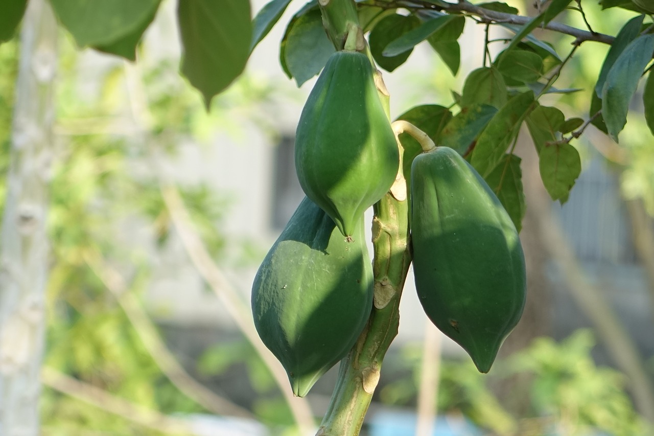 leaf plant food free photo