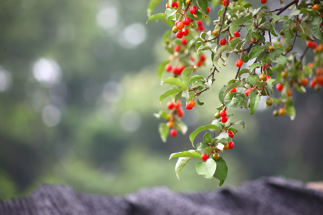 leaf nature fruit free photo