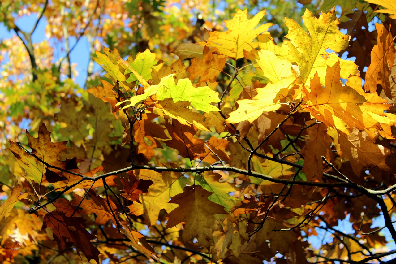 leaf autumn season free photo