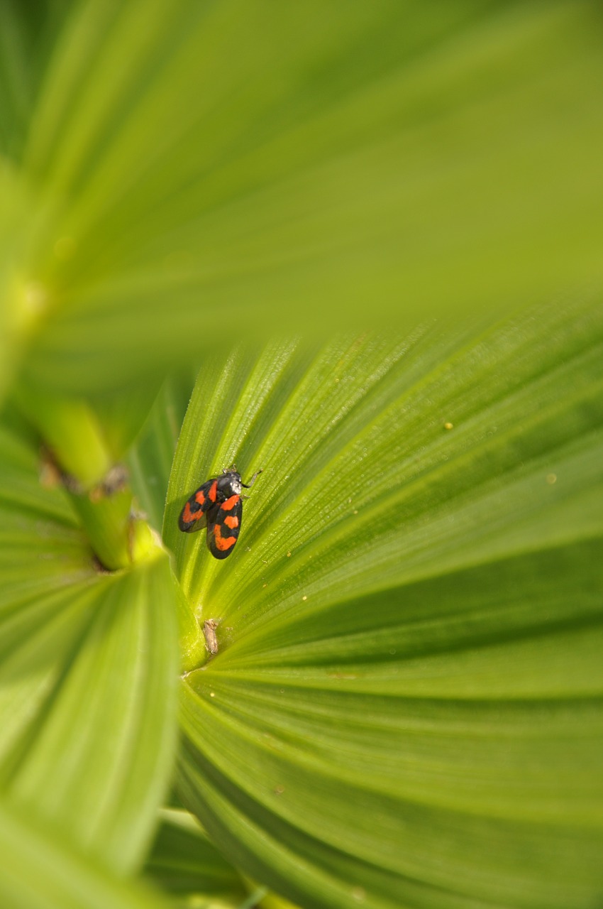 leaf plant nature free photo