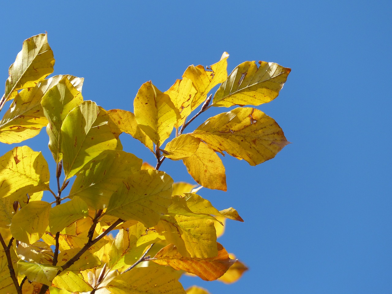 leaf autumn nature free photo