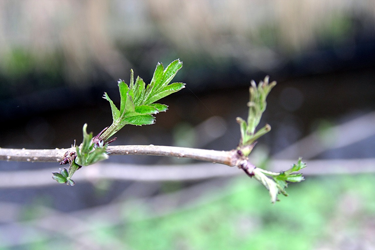 leaf nature plant free photo