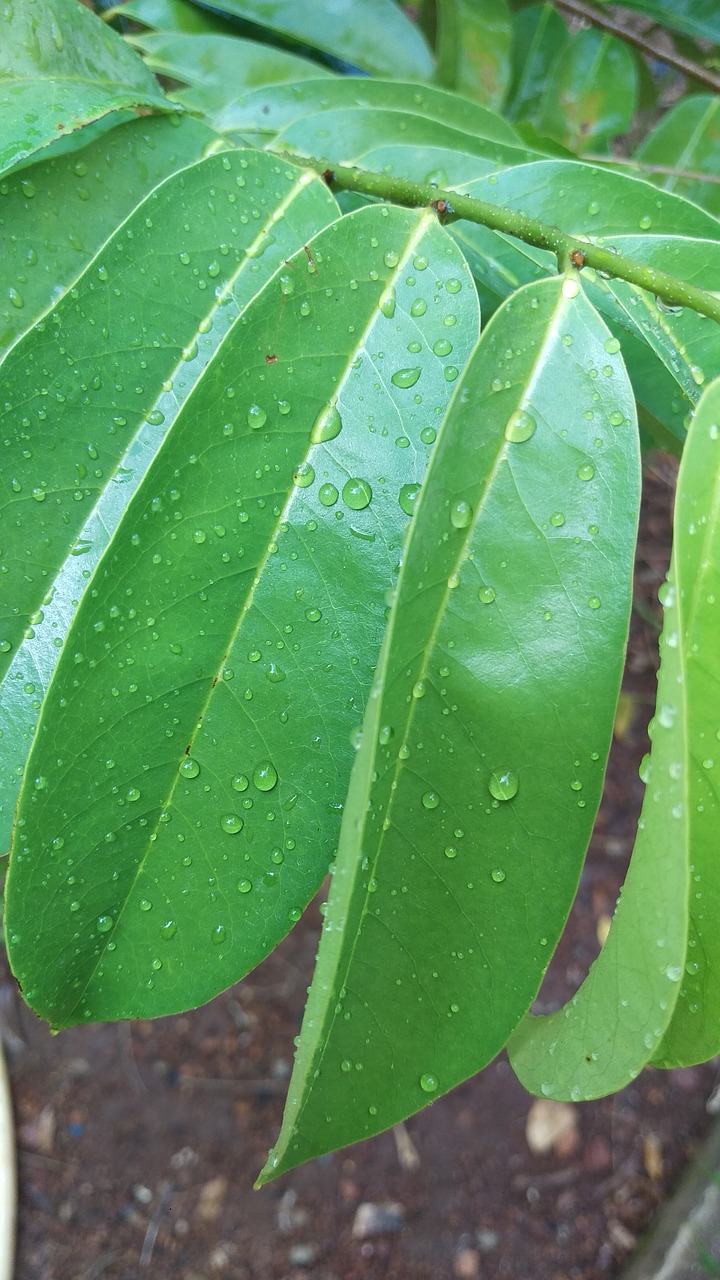 leaf flora growth free photo