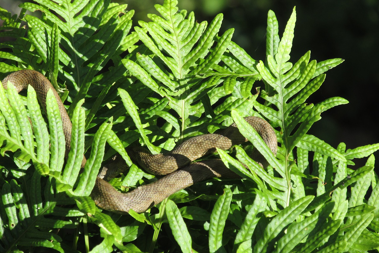 leaf plant fern free photo