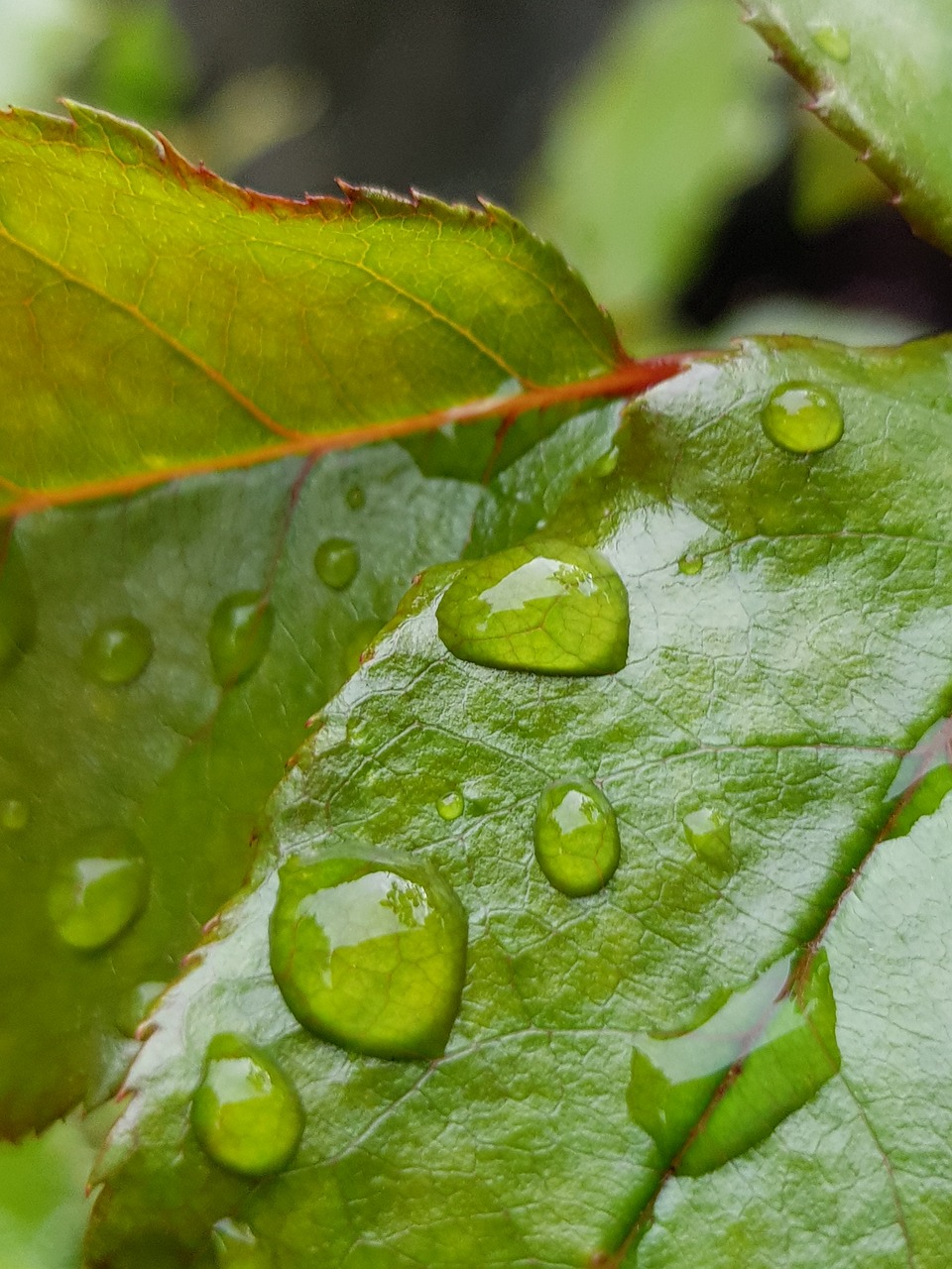 leaf plant pearl free photo