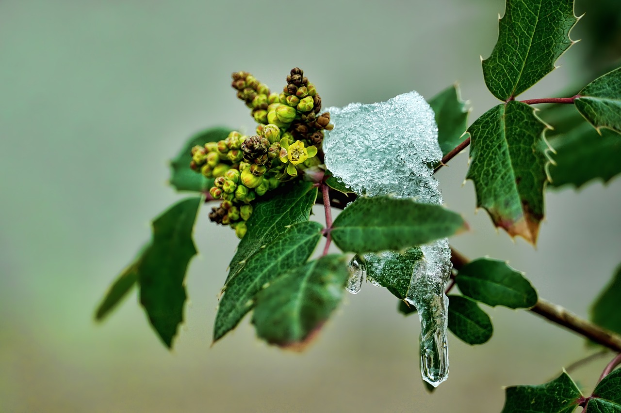 leaf plant nature free photo