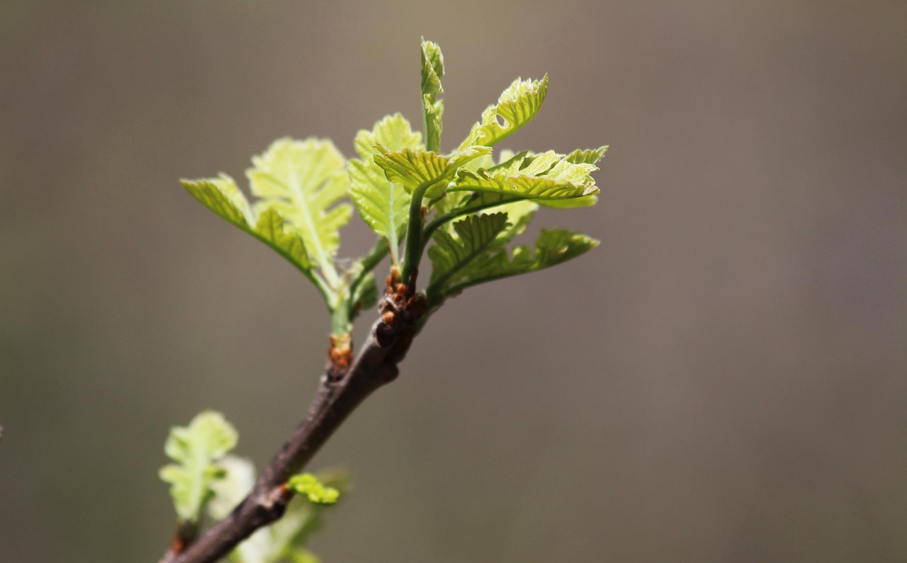 leaf flora nature free photo