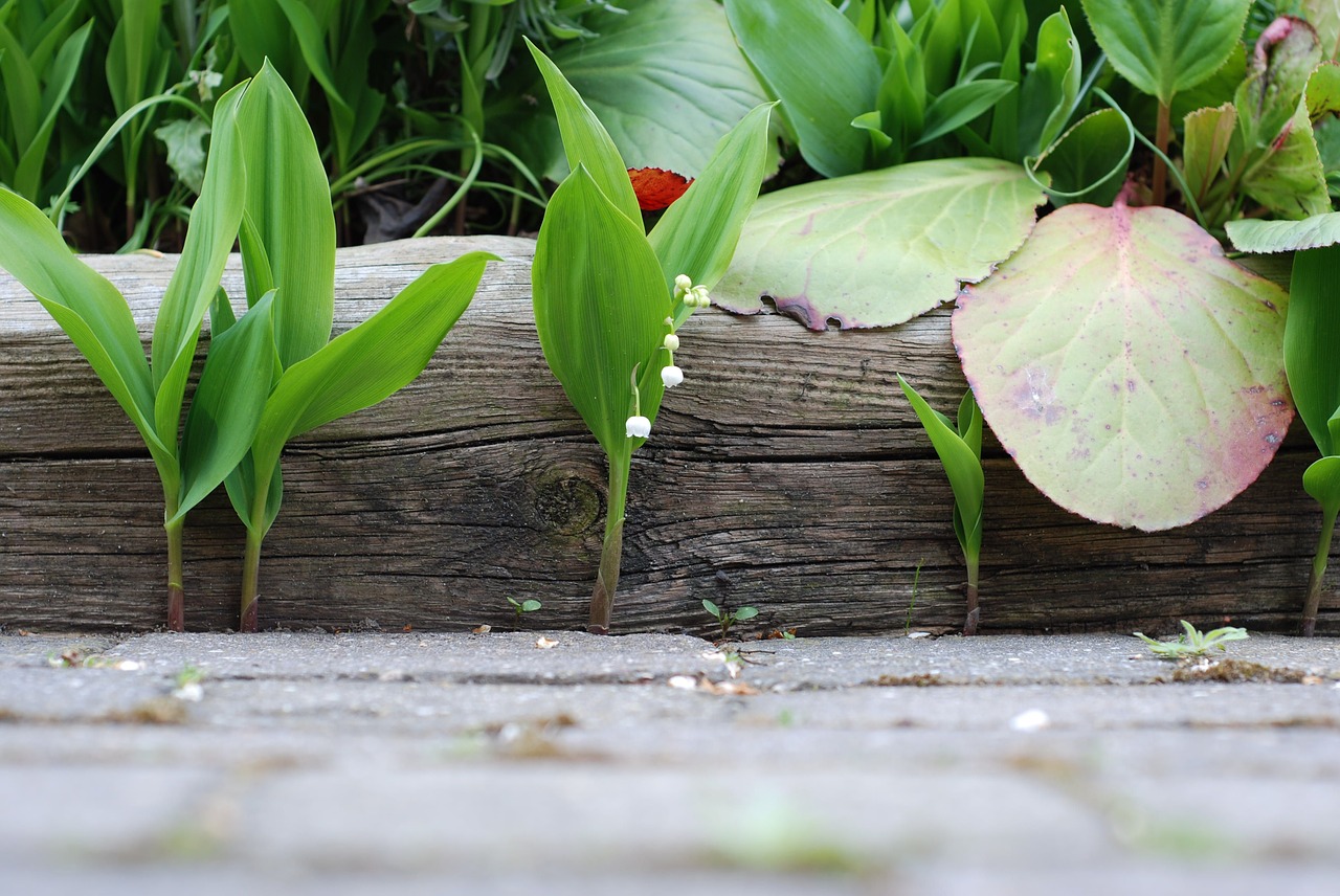 leaf nature plant free photo