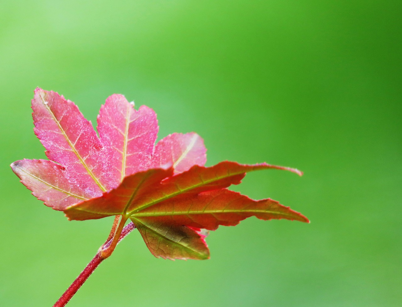 leaf nature plant free photo