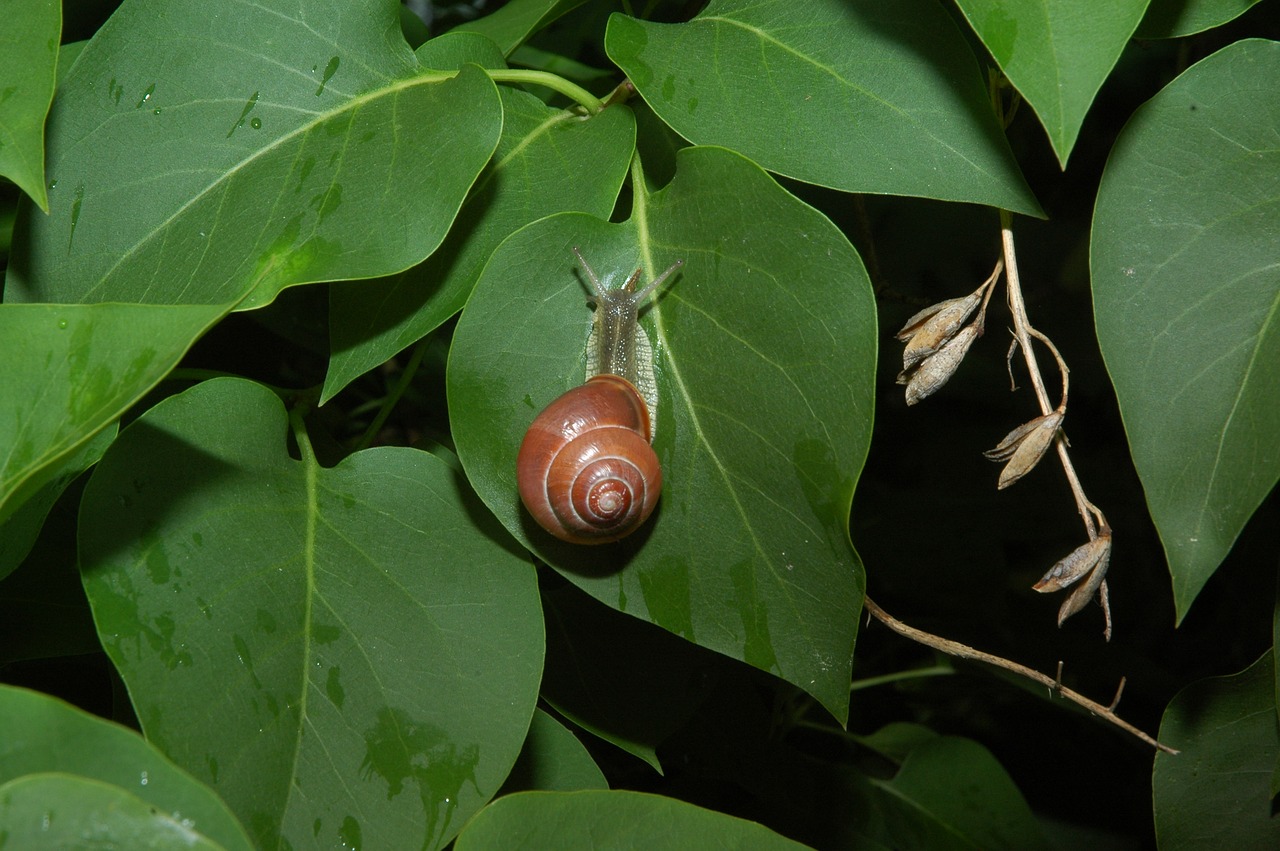 leaf nature plant free photo