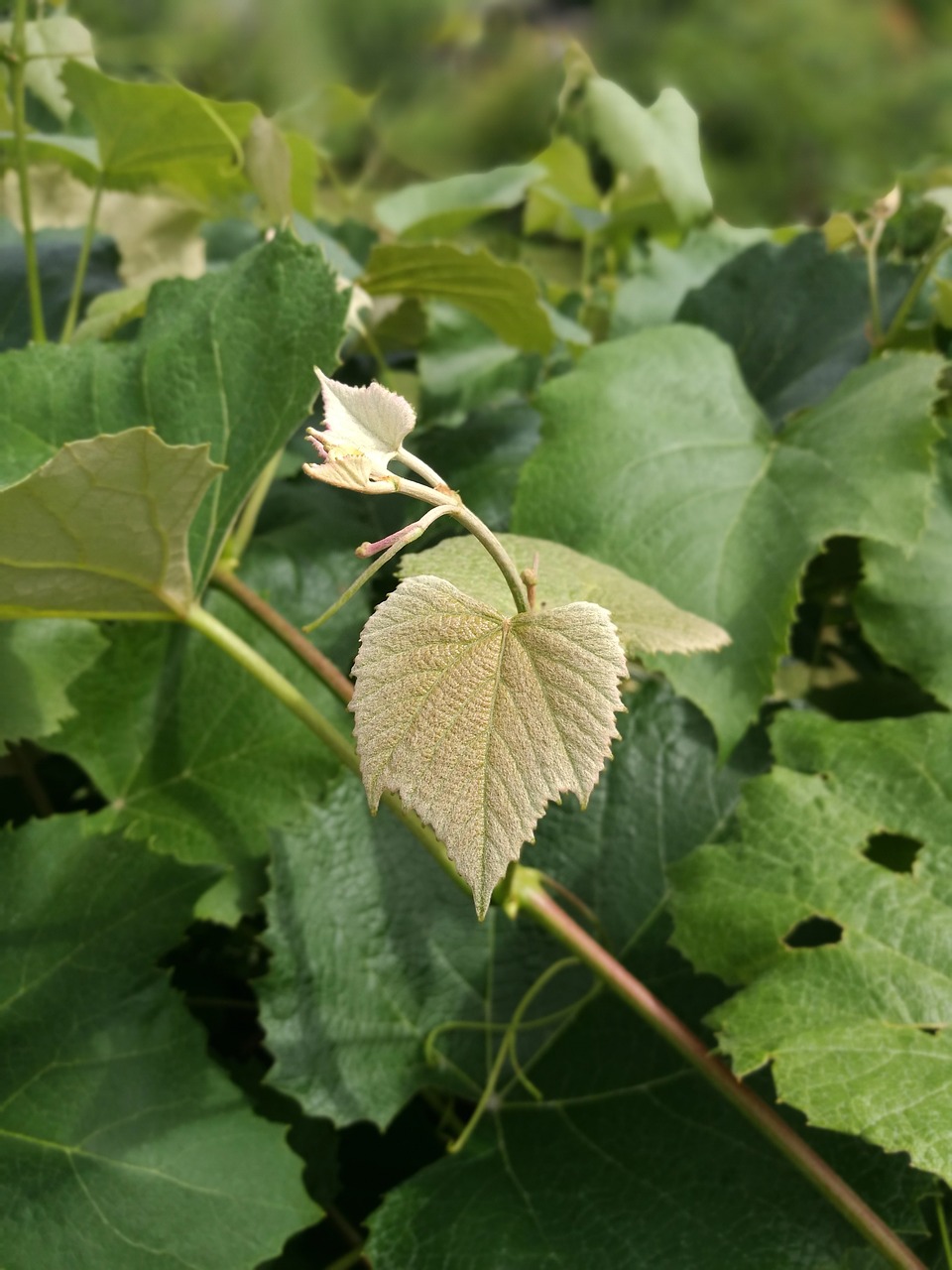 leaf plant nature free photo