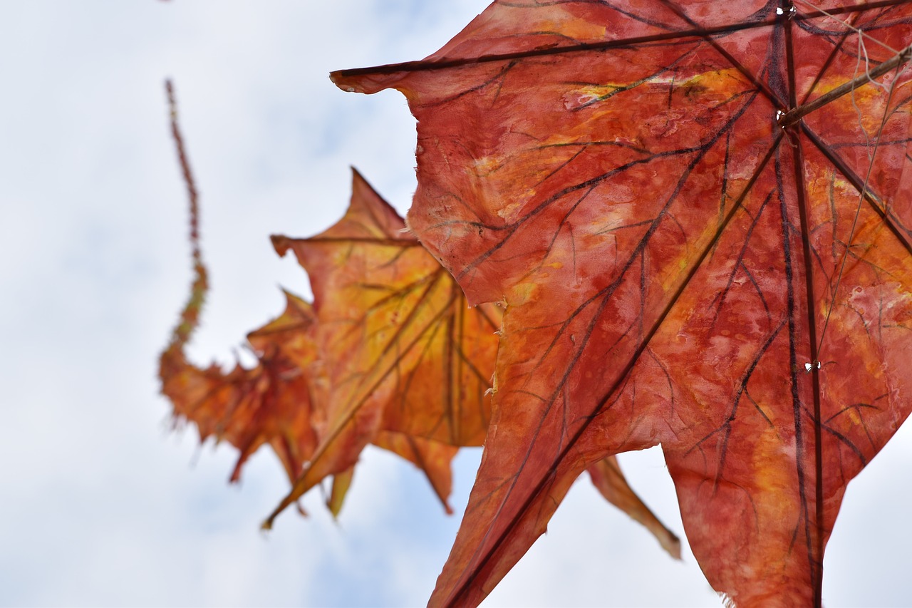 leaf fall nature free photo