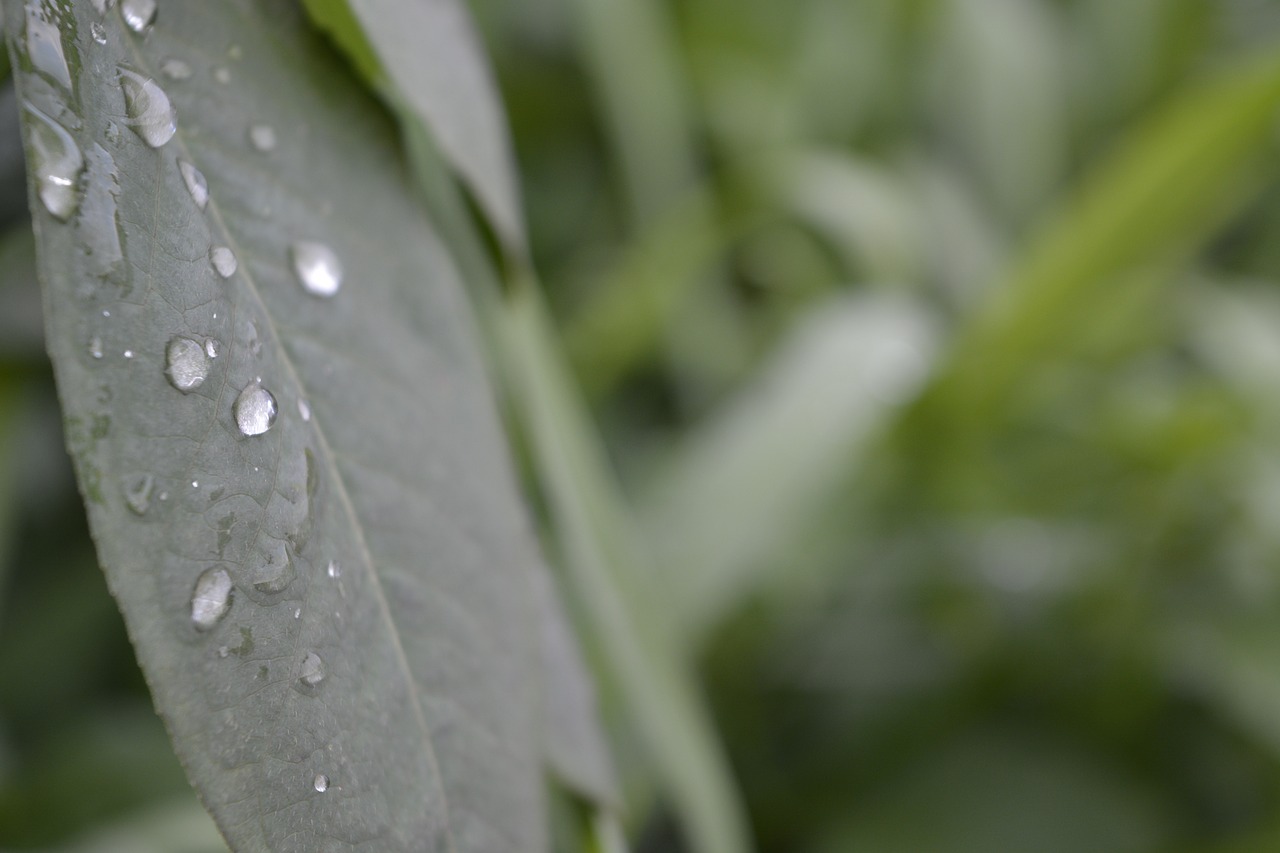 leaf water dew free photo