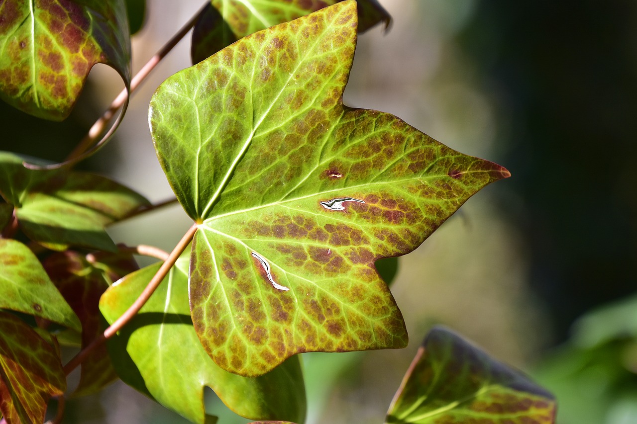 leaf nature plant free photo