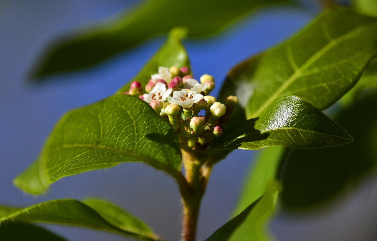 leaf nature plant free photo