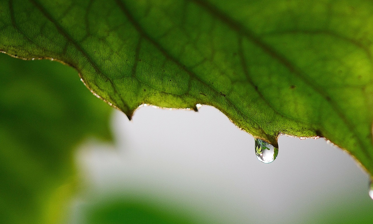 leaf leaves colorful free photo