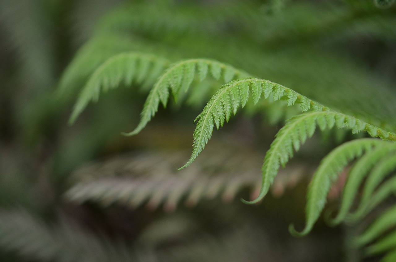 leaf leaves colorful free photo