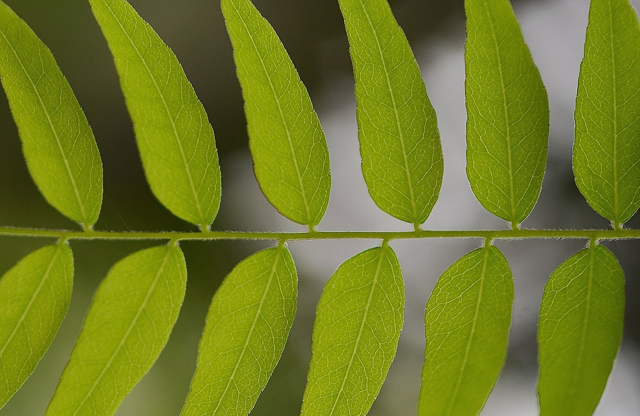 leaf leaves twig free photo